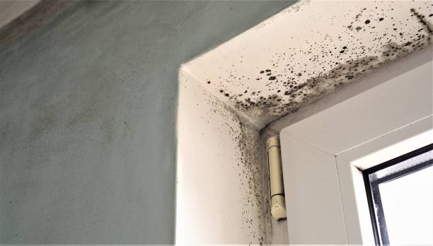 Best Asbestos and Lead Testing During Mold Inspection  in Spartanburg, SC