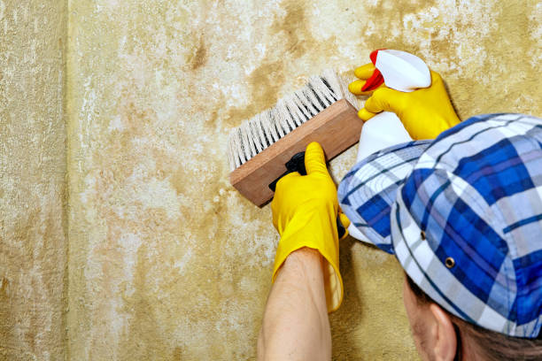 Best Mold Damage Restoration  in Spartanburg, SC