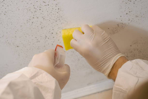 Asbestos and Lead Testing During Mold Inspection in Spartanburg, SC