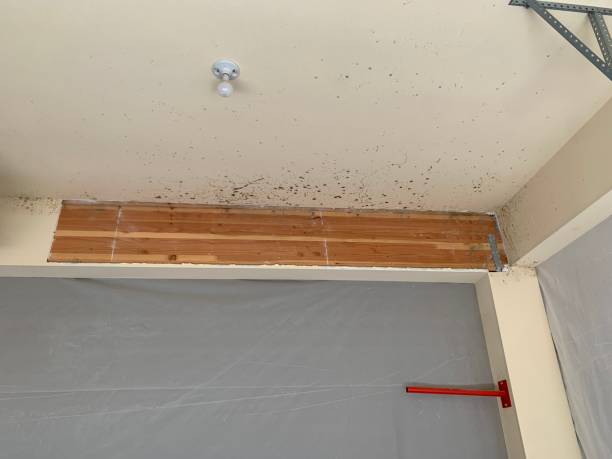 Best Crawl Space Mold Remediation  in Spartanburg, SC