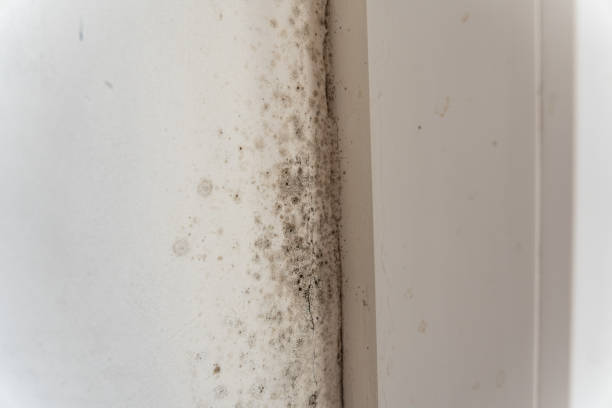 Best Environmental Consulting for Mold Prevention  in Spartanburg, SC