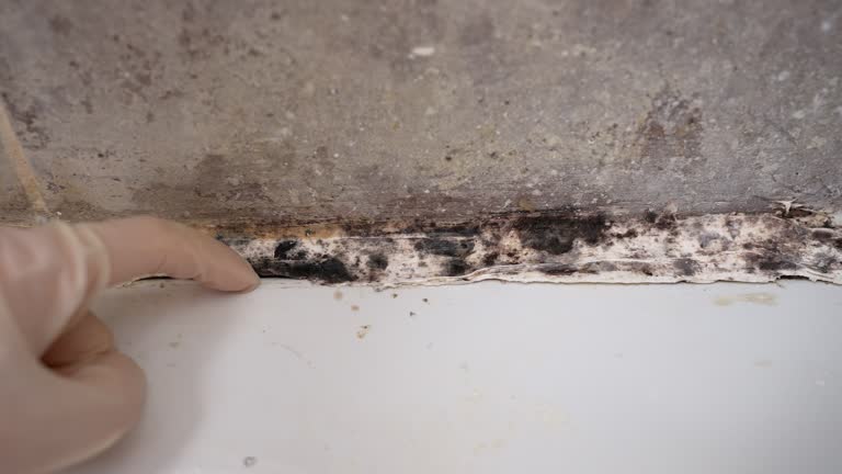 Trusted Spartanburg, SC Mold Removal Experts