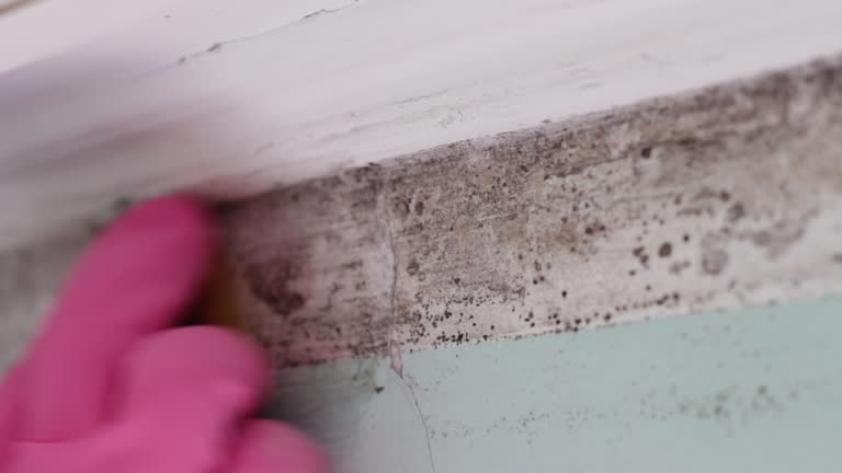 Best Biohazard Mold Removal  in Spartanburg, SC